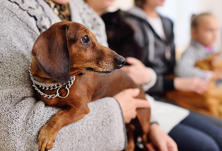 Where In The UK Is It Mandatory To Get Your Pets Chipped?