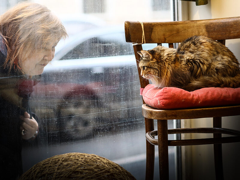 register cat microchip